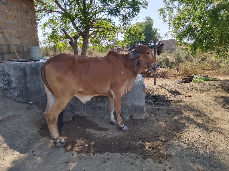 વાસળો