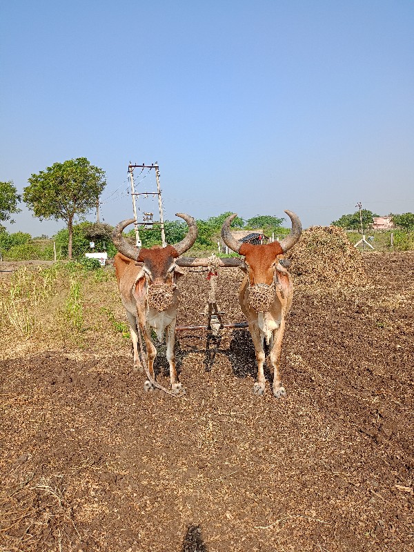 સાટુ કરવા નું છ...