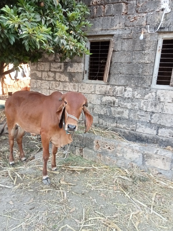 ગિર્ ઓડકી 2વર્શ...