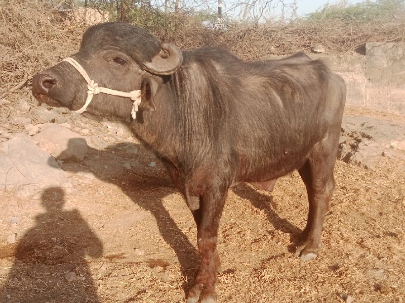 પાડો વેચવાનો છે