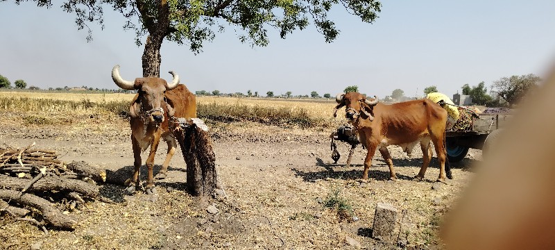 બળદ વેચવા ના છે