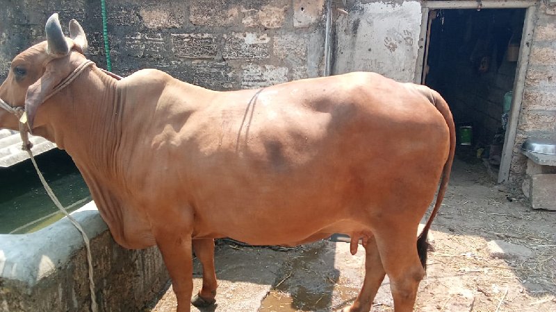 ગીર કોષ