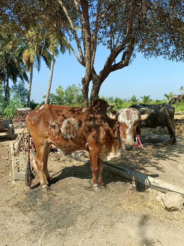 બળદ ની જોડી