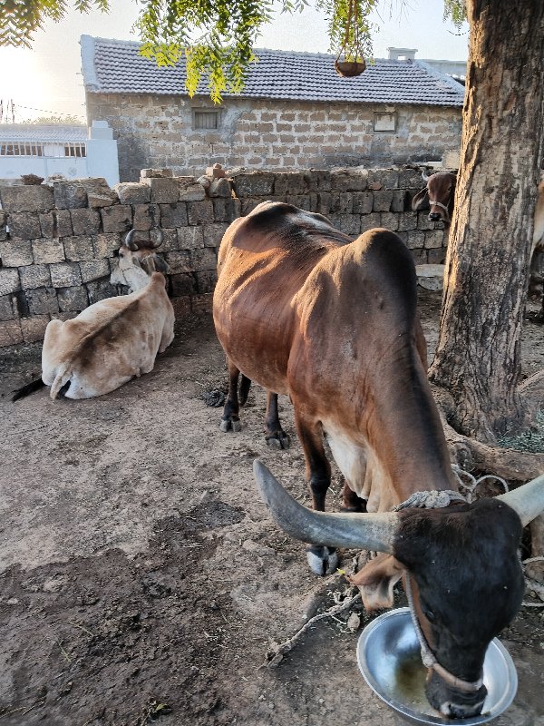 ગાયવેચવાની છે