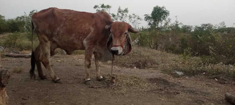 ગીર ગાય વેચવાની...