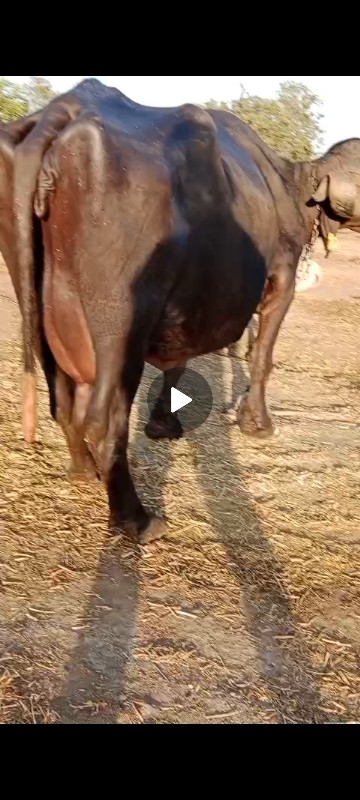 ભેંસ વેચવાની છે