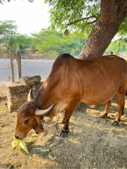 ગાય વેચવા ની છે