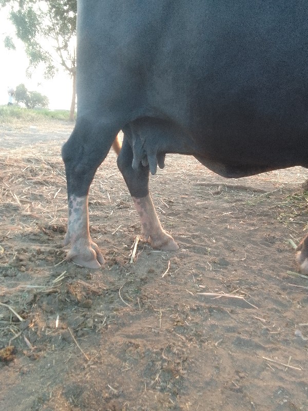 ભેંસ વેચવાની ફુ...