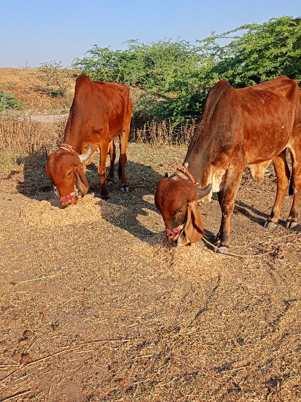 એક વાવણી કરેલ ફ...