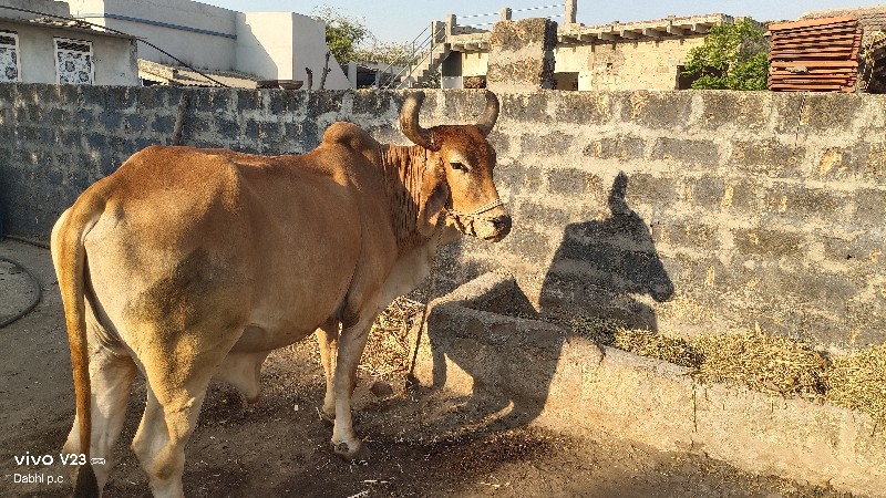 બળદ વેચવાના છે