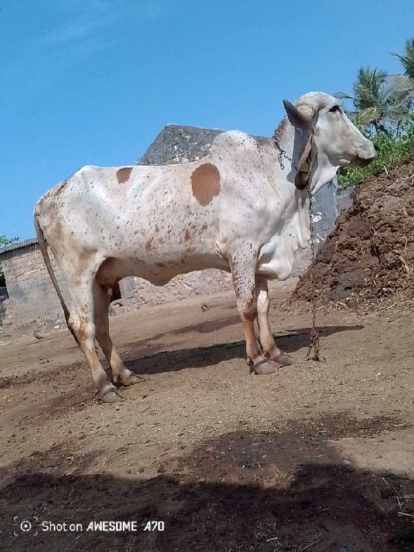 ગીર ગાય વેસવાની...