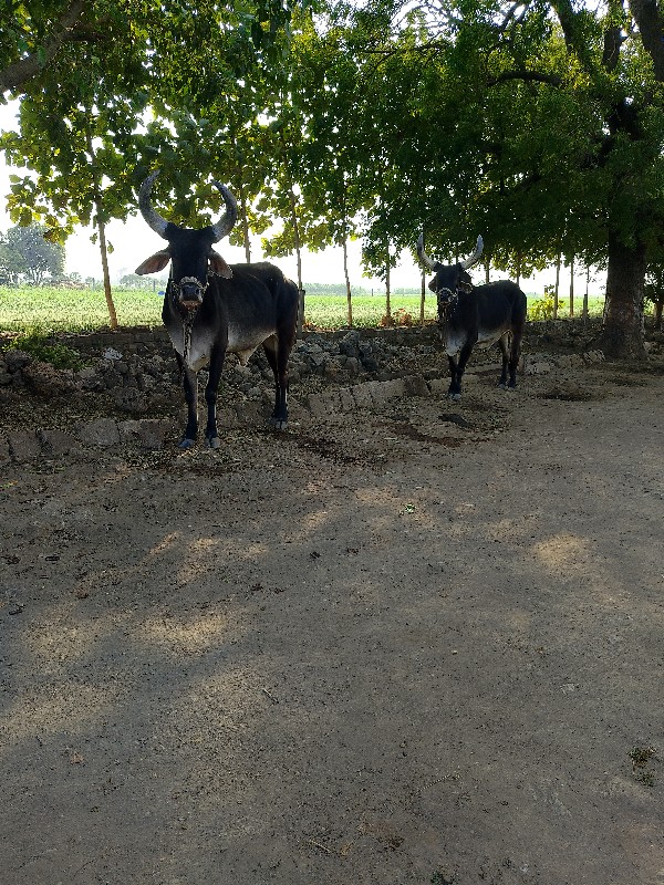 ગોઢલા.    વેચવા...