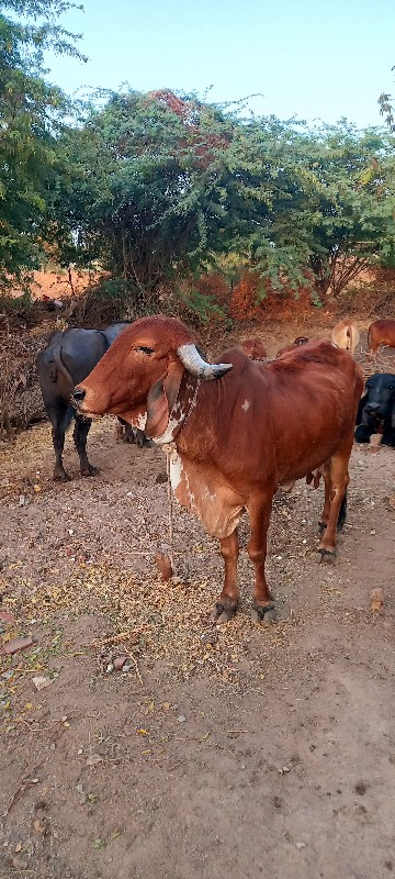 હોડકા વેચવાના છ...