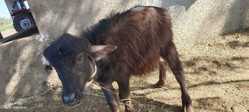 પાડો વેચવાનો સે