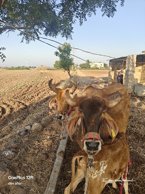 2 ગાય આપી દેવાન...