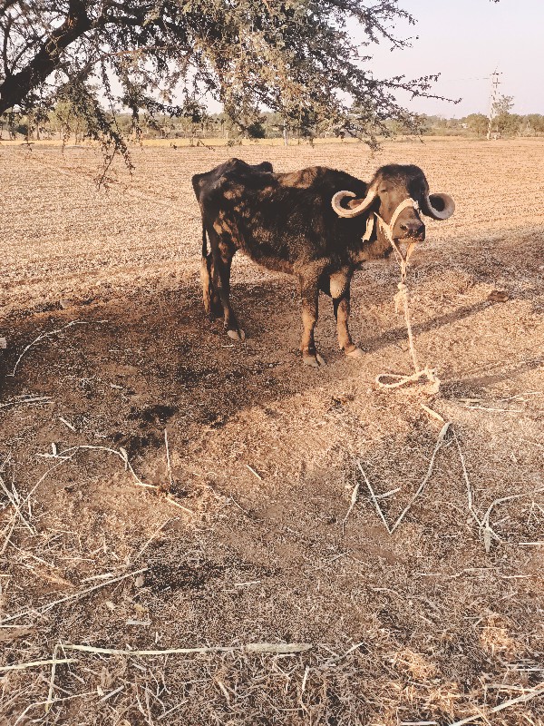 ખડેલૂ