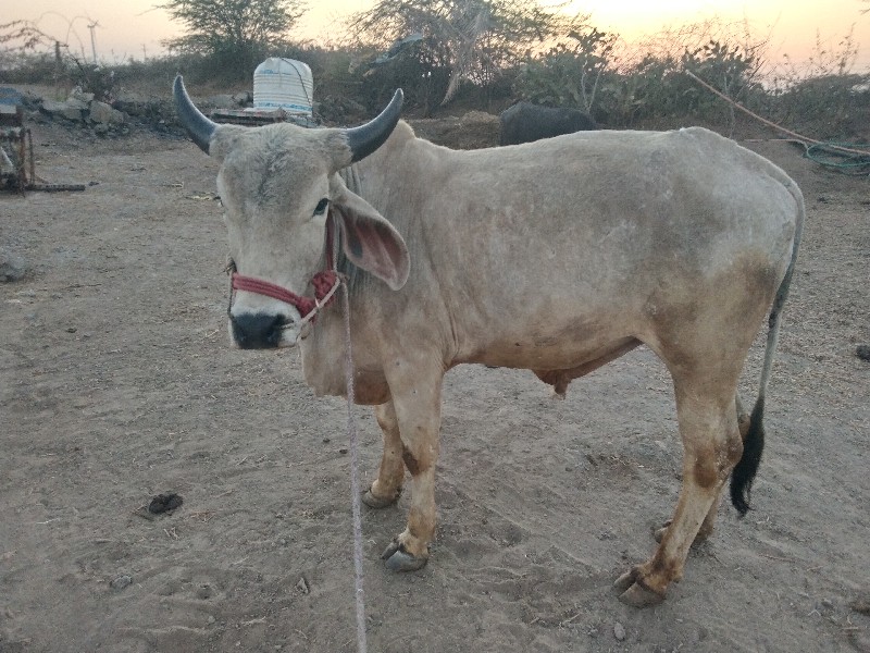 ગોધલા વેચવાના છ...