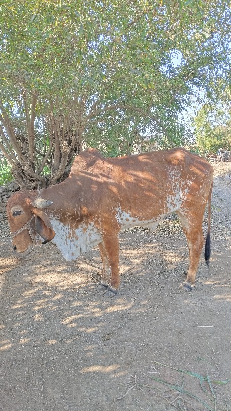 ગાય