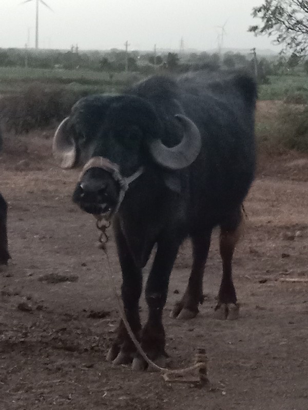 પેલા વેતરનીખડેલ...