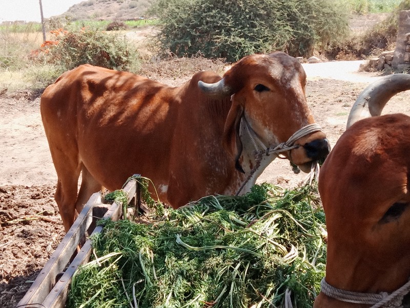 બળદ વૈચવા  ના છ...