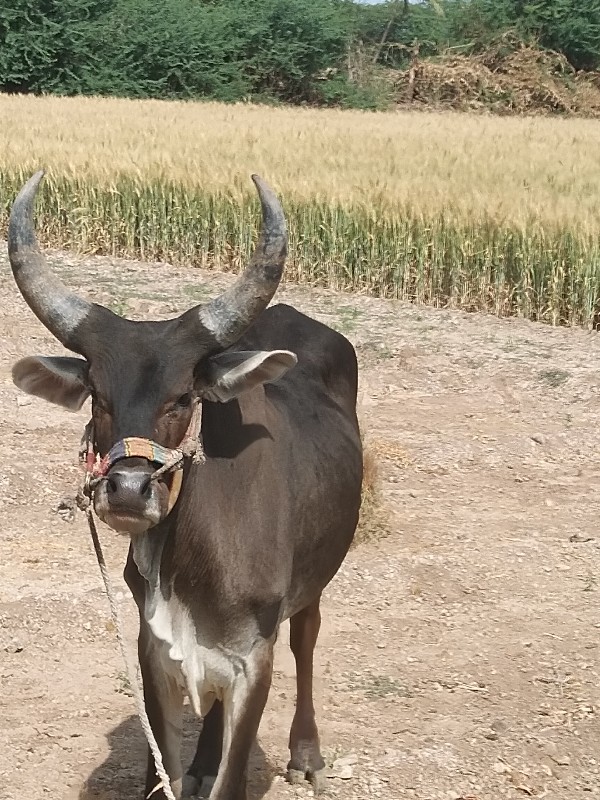 ફુલ જવાબદારી દે...