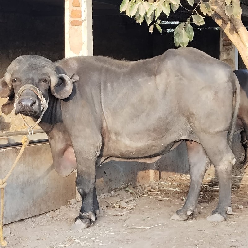 બે ખડેલી વેચવાન...