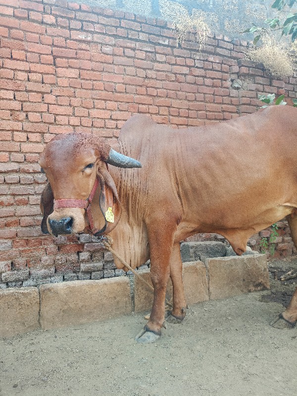 ગાય વેચવાની છે