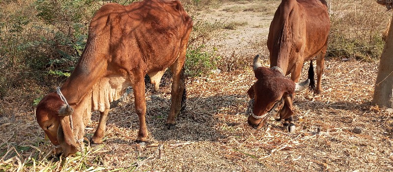 બળદ