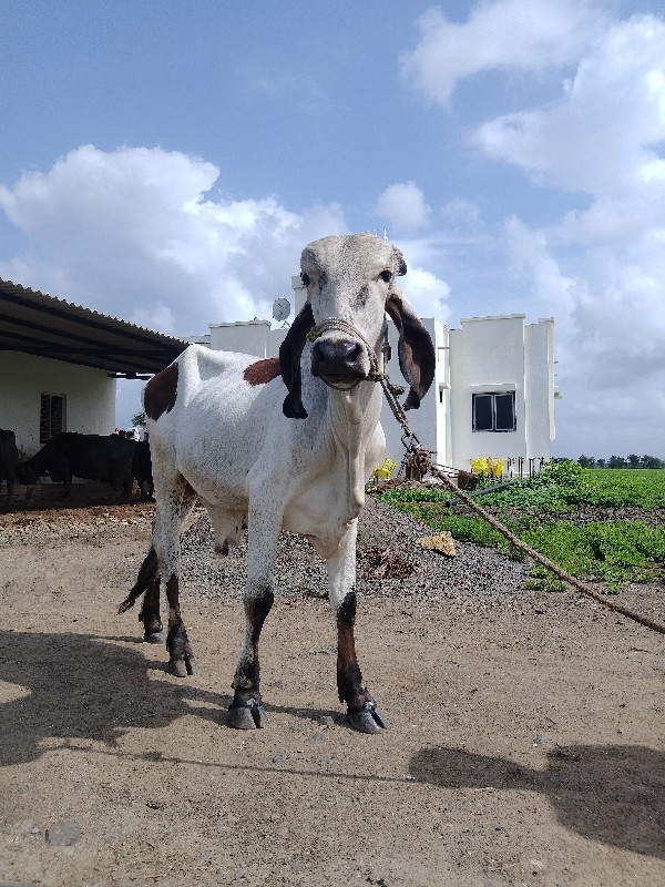 ભાવનગર  બ્લડ લા...