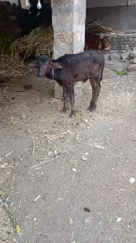 ભેંસ વેચવાની છે