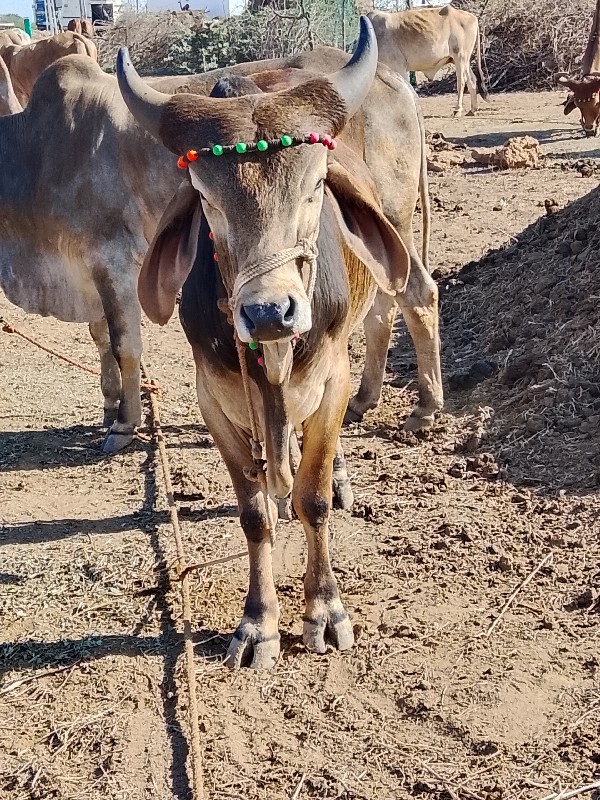 આ ગોઢલાવેશવાનાછ...