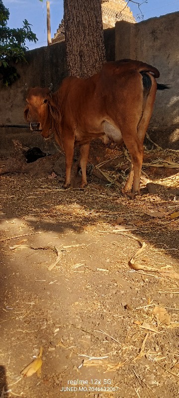 ગાય વેચવાની છે
