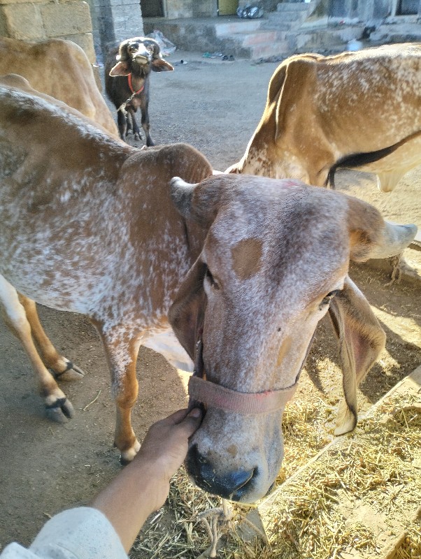 3વોડકા વેસવાના...