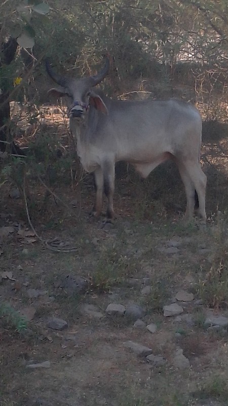 ચાર ચાર દાંત છે