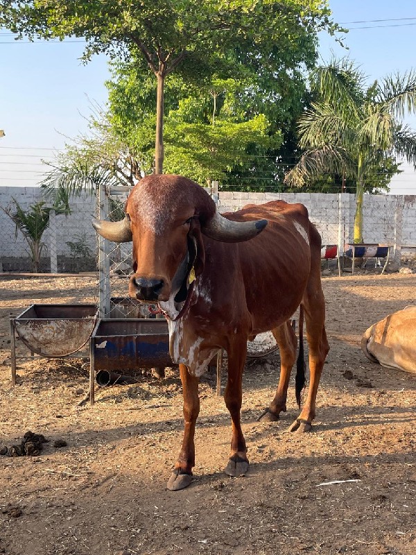 ગીર વાછડીઓ. વેચ...