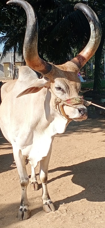 બળદ વેચવાનો છે