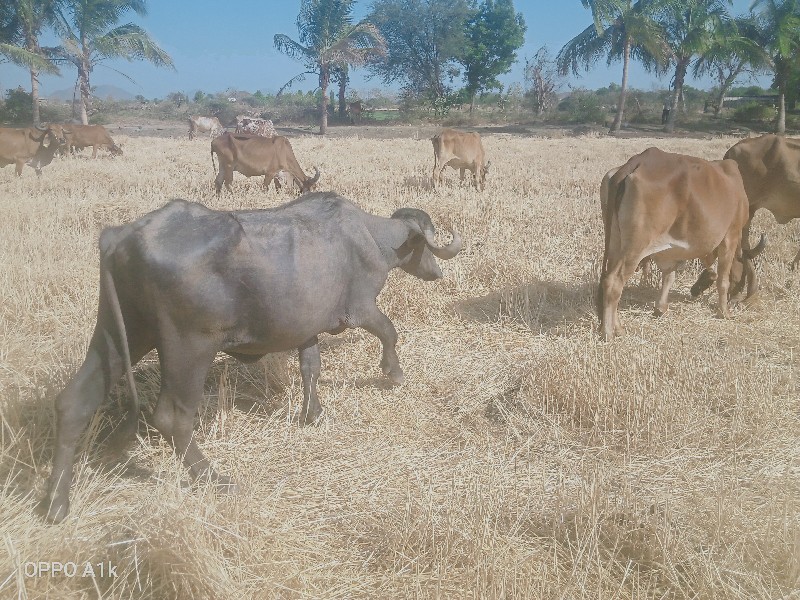 ચાર વરસની ખડાય...