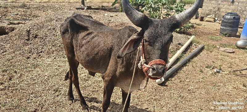 એક કચ્છી ગોધલો