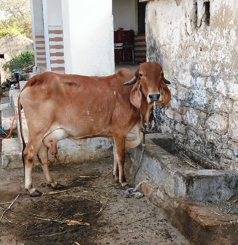 ગીર ગાય