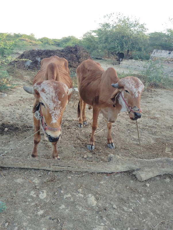 ગોધલા વેચવા છે