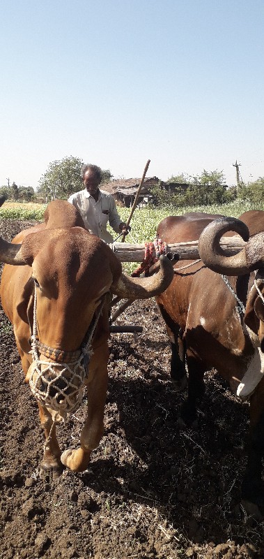 બલદ