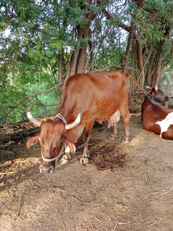 જરસી