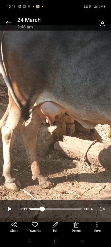 કાંકરેજ ગાય વેચ...