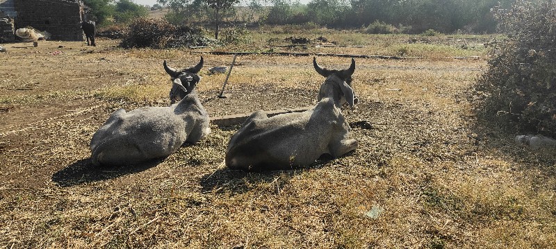 ધોરા વેશવાના છે