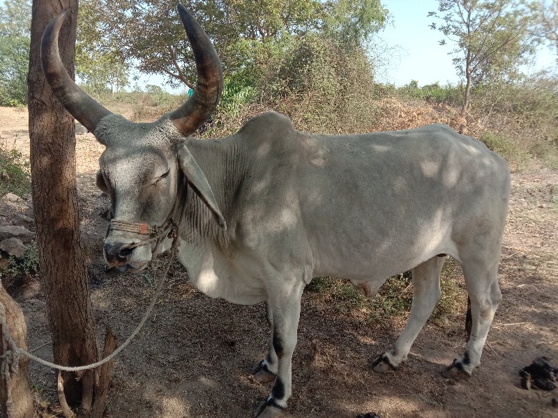 ઞોઢલો