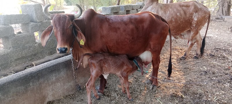 દેશી ગાય વેચવા...