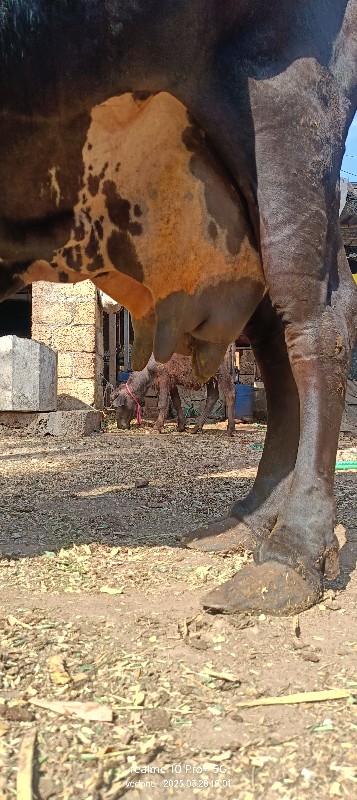 એચએફ ક્રોસ ગાય...