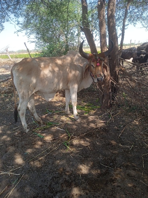 વેચવાના છે
