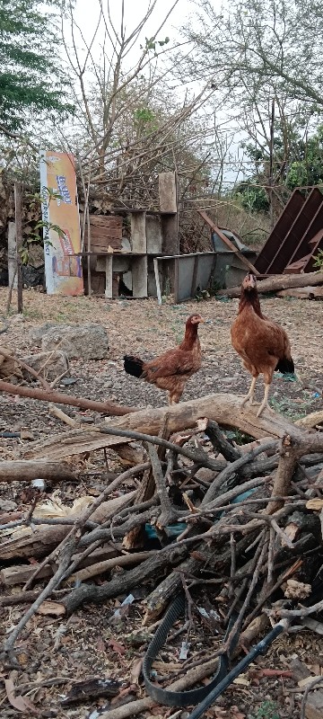 મુરઘા વેચવાના છ...