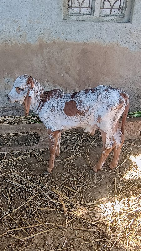 ગાય ત્રીજુ વેતર...